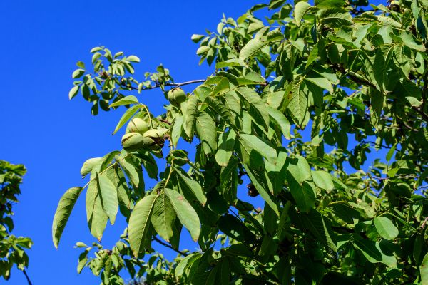 Cost of Walnut Tree Removal in Prescott Valley