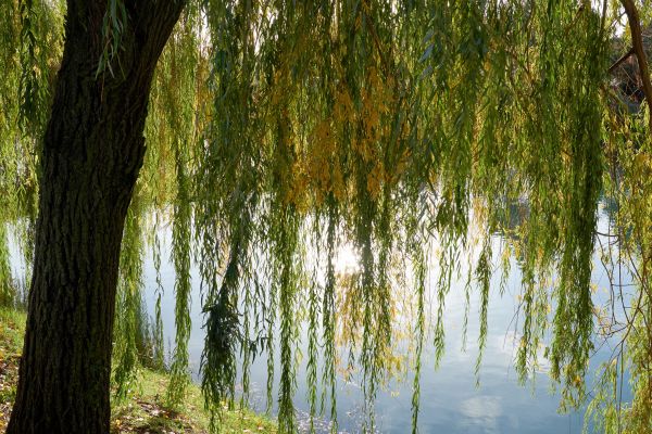 Cost of Willow Tree Removal in Prescott Valley