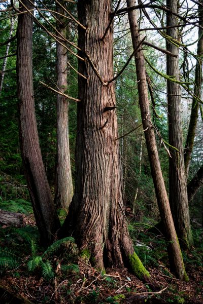 Cost of Cedar Tree Removal in Prescott Valley