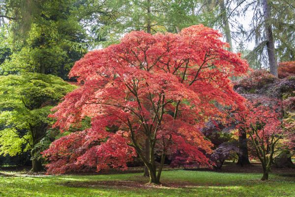 Cost of Maple Tree Removal in Prescott Valley