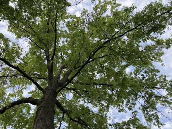 Cost of Oak Tree Removal in Prescott Valley
