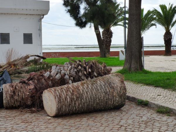 Cost of Palm Trees Removal in Prescott Valley