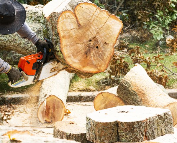 Cost of Tree Removal Service in Prescott Valley