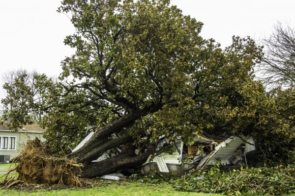 Cost of Fallen Tree Removal in Prescott Valley