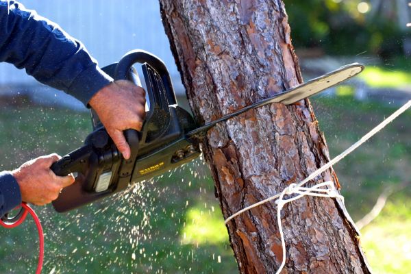 Cost of Dead Tree Removal in Prescott Valley