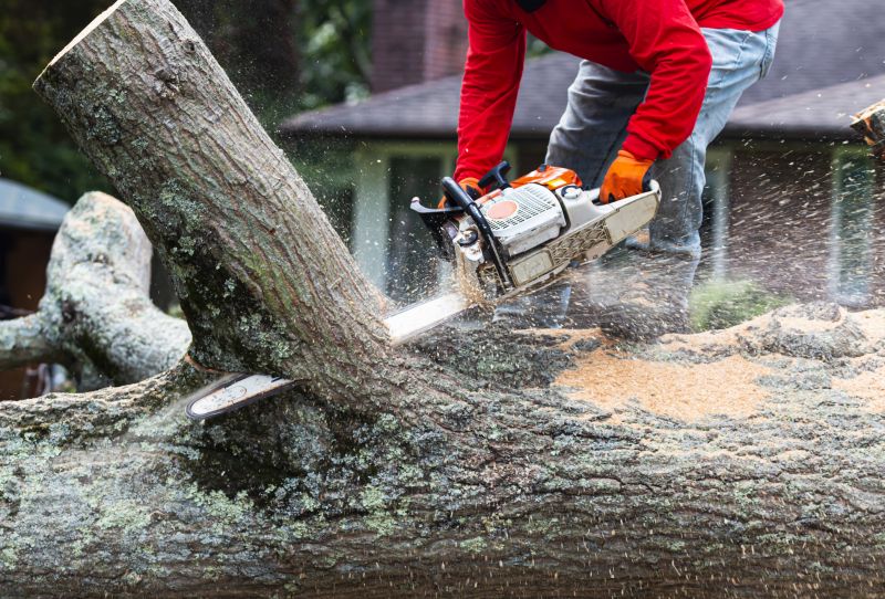 Birch Tree Removal