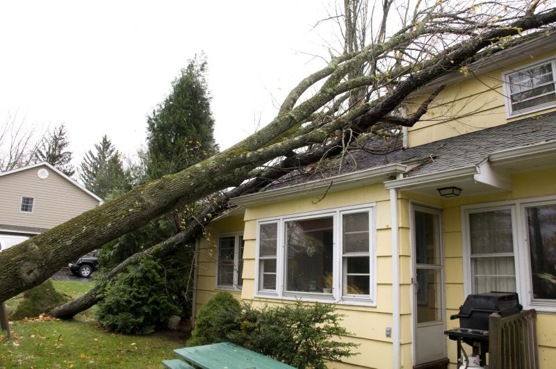 Storm Damage Tree on Roof