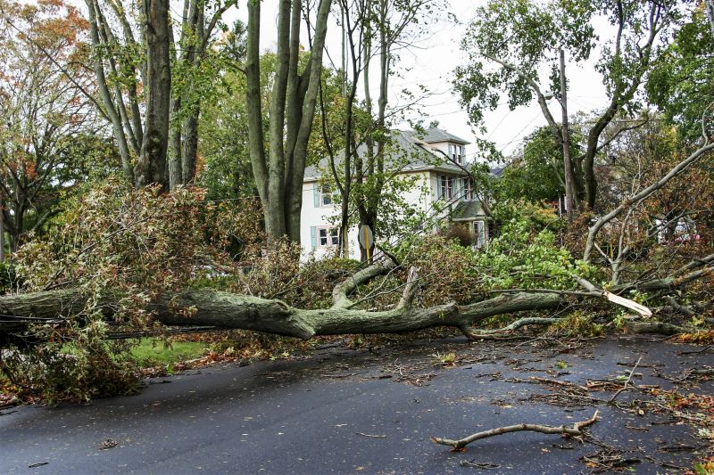 Large Tree on Roadway