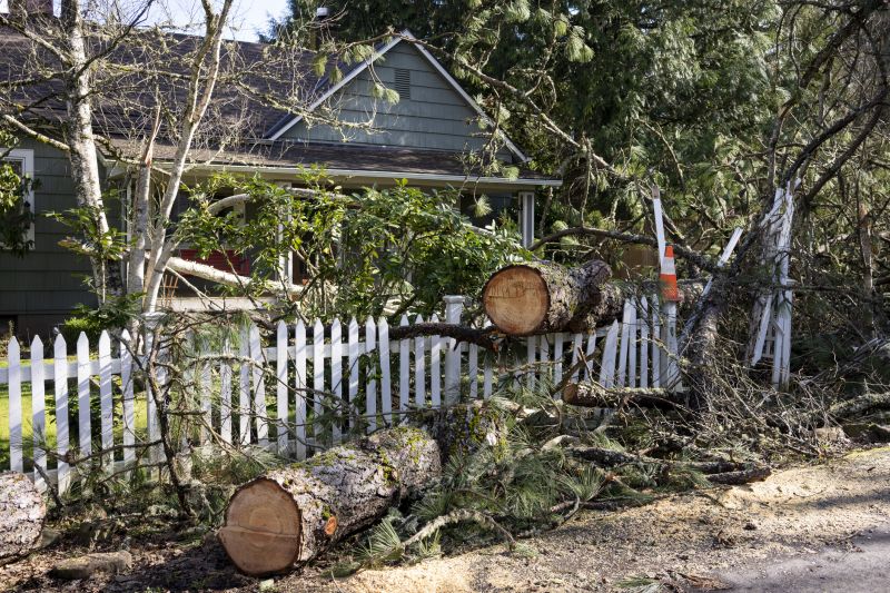 Storm Damage Tree Collapse