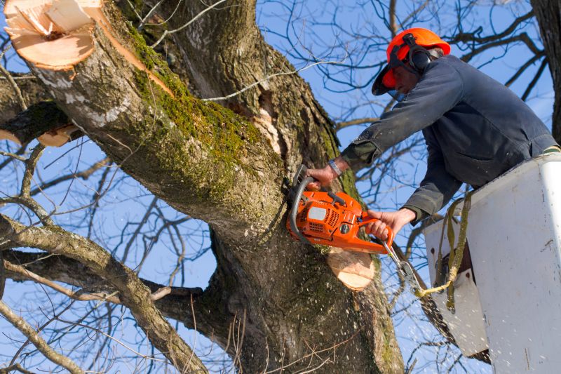Tree Removal Equipment in Action