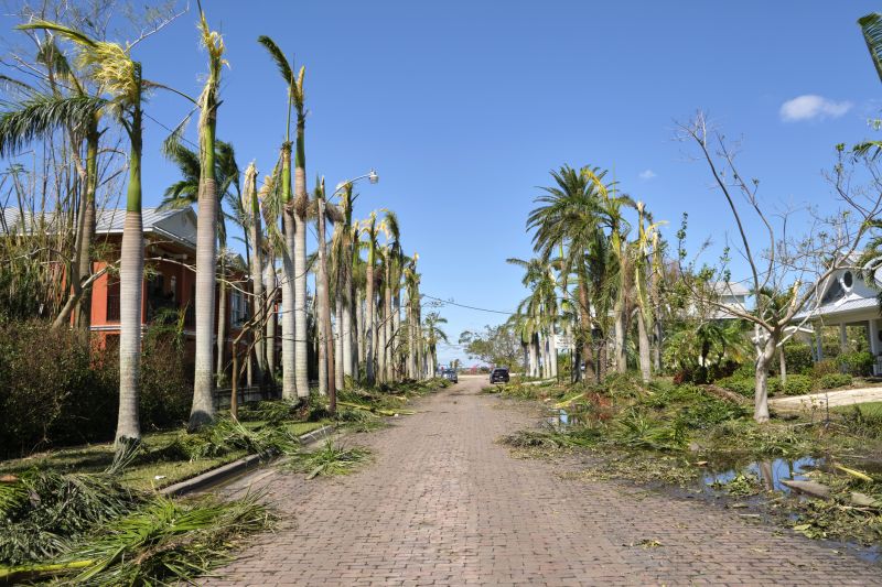 Palm Tree Removal