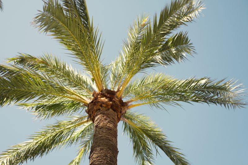 Palm Trees Removal