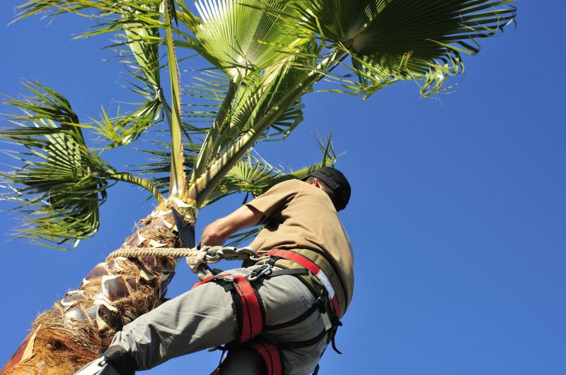 Palm Trees Removal