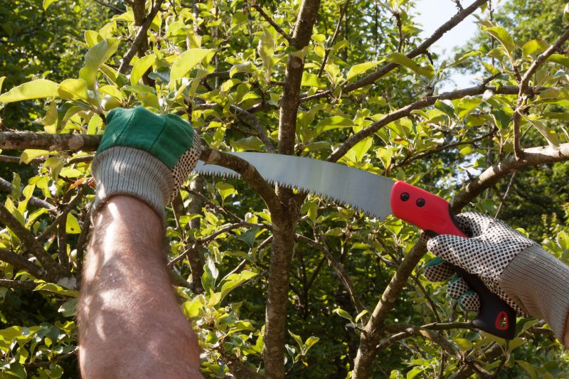Small Tree Removal
