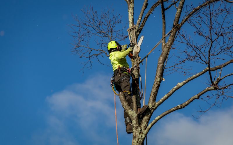 Winter Tree Removals