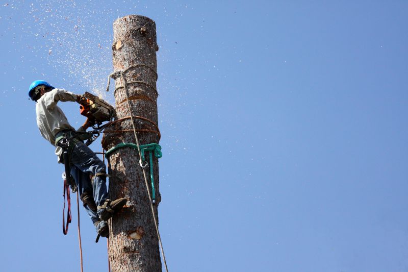 Summer Tree Removal Operations