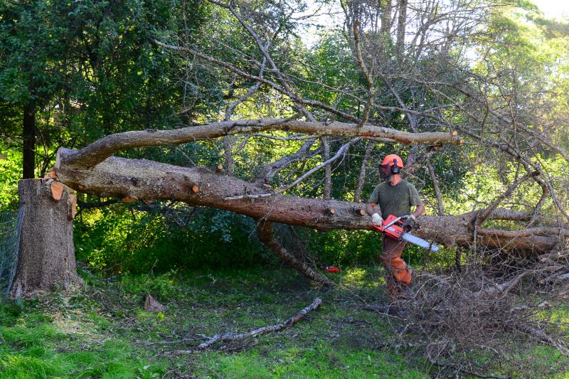 Autumn Tree Cutting