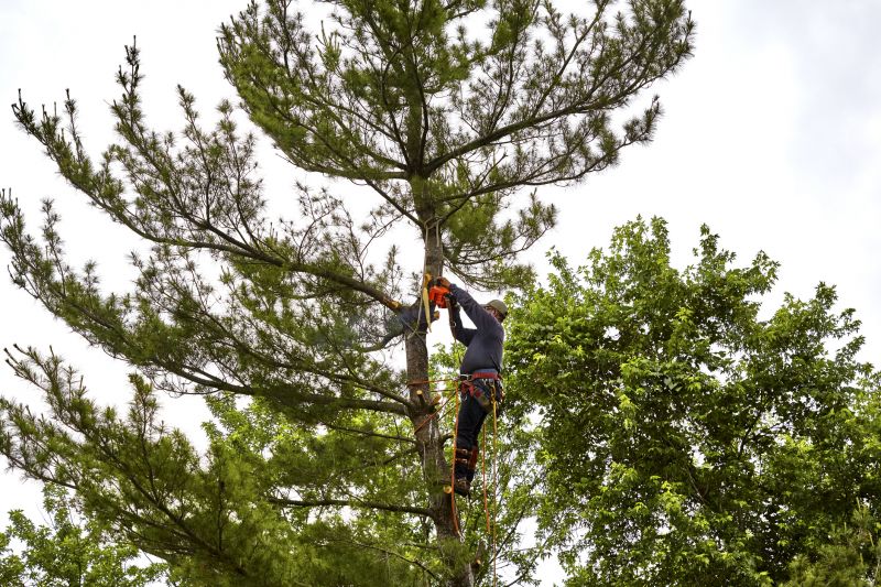 Winter Tree Removal Equipment