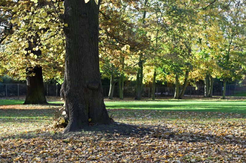 Autumn Tree Removal Scene