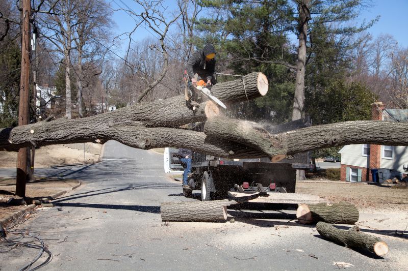 Hazardous Tree Removal