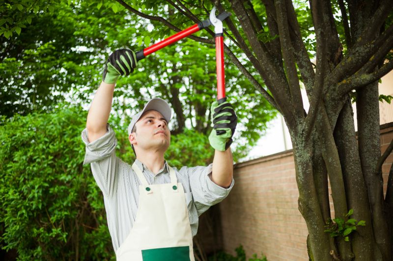 Specialty Tree Removal Experts